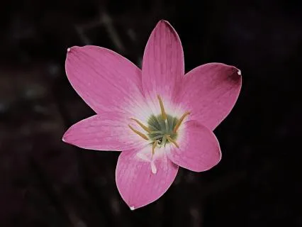 For The Babies: A Prayer