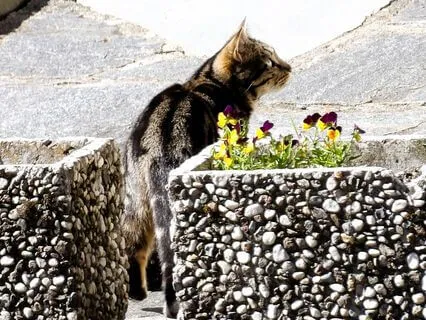 For The Disheartened (Meditation With Visualization)