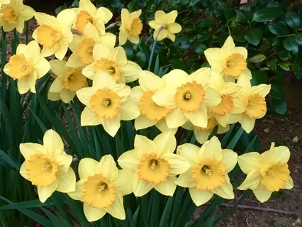 For The Sake Of All Beings: Compassion In Modern Times