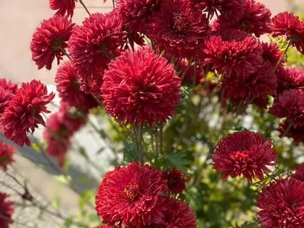 For This I Give Thanks...