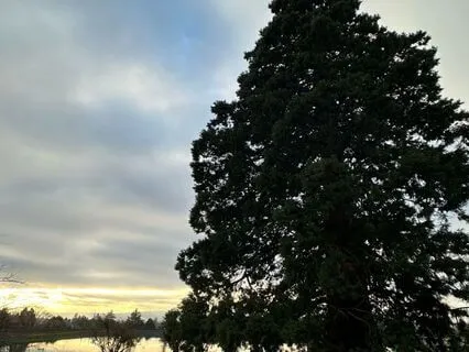 For When We Need A Total Body Reset- 23-Minute Meditation