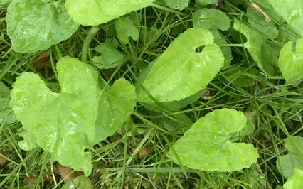 For When You're Feeling Wobbly