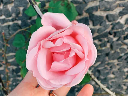 For Women: Pregnancy