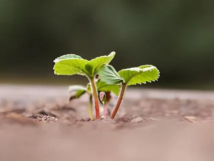 For You - Growth