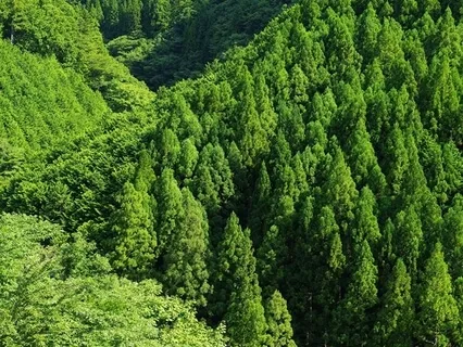 Forest Practice: 'Immune' Meditation 5