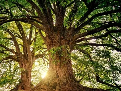 Forest Airwaves - Long Version