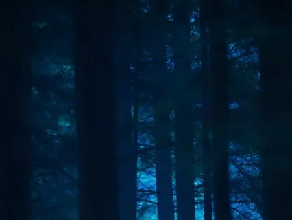 Forest At Night Ambience
