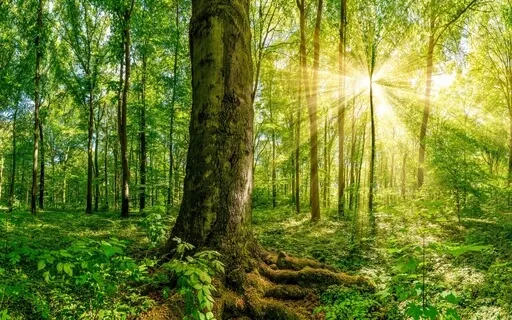 Forest | Babbling Brook | Morning Birdsong | Wind In Trees