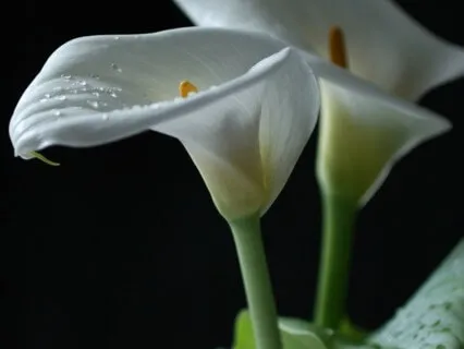 Forest Bath + Sound Bath