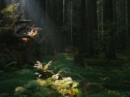 Forest Bathing For Deep Calm And Emotional Balance