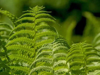 Forest Bathing For Relaxation And Rejuvenation