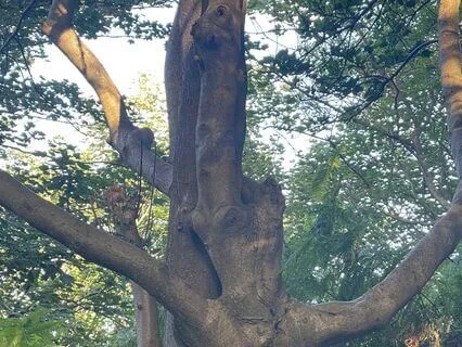 Forest Bathing Meditation