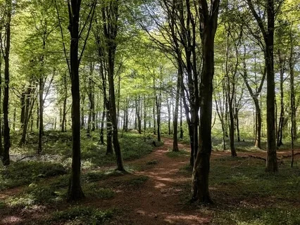 Forest Bathing Meditation