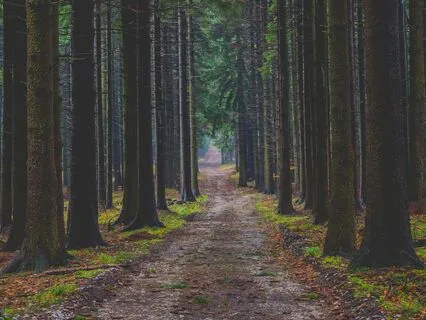 Forest Bathing Meditation