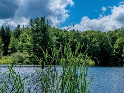 Forest-Bathing Outdoor Mindfulness Meditation