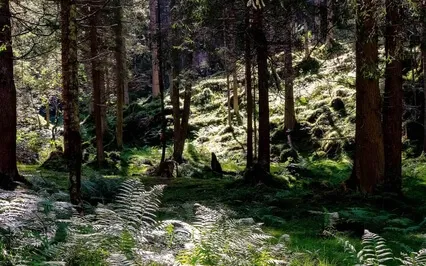 Forest Bathing Sound Healing Short