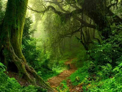 Forest Bathing Visualization Meditation - Jungle