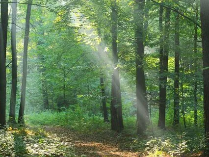 Forest Bathing Visualization