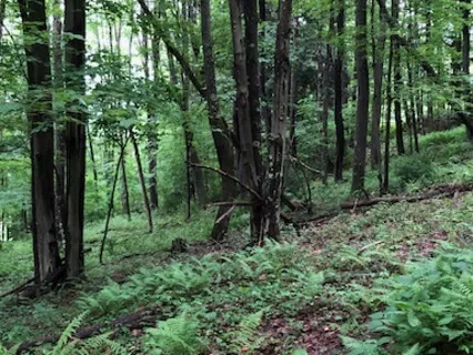 Forest Bathing Yoga Nidra