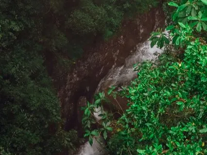 Forest Bathing Yoga Nidra