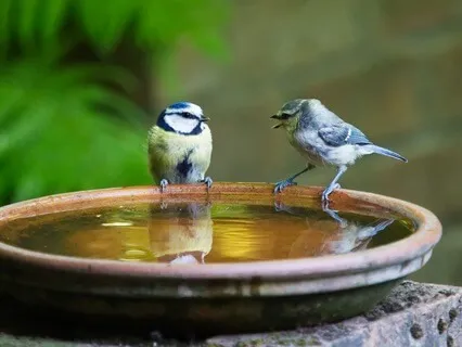 Forest Bird Feeder Ambience For Relaxation & Visualization