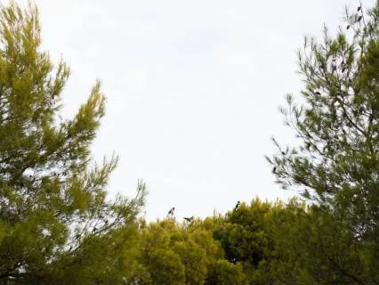 Forest Birds & Gentle Stream — Deep Relaxation • 10 Hours