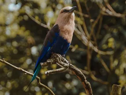 Forest Birds