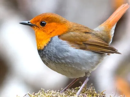 Forest Birdsong | Relaxing Nature Sounds | Birds Chirping