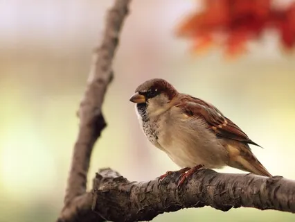 Forest Birdsong | Relaxing Nature Sounds | Birds Chirping