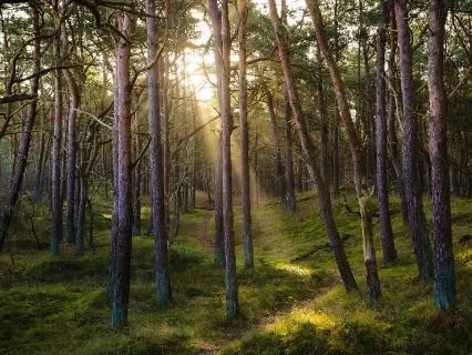 Forest Breath, Earth Roots - A Grounding Meditation