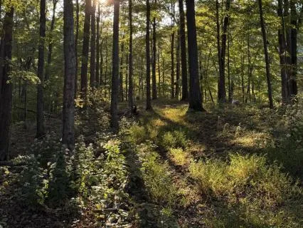 Forest Breath For Educators