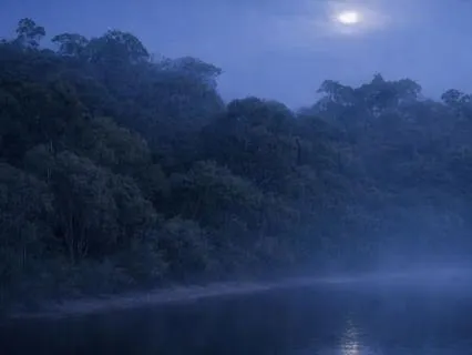 Forest Breeze & Birds 01 | 10 Hours For Sleep Or Calm