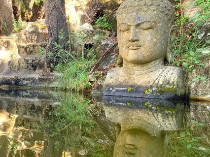 Forest Calm Music For Stress Relief (Birds & Water Sounds)