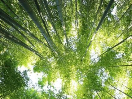Forest Canopy For Deep Sleep
