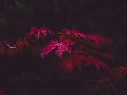 Forest Cathedrals: Music In Harmony With Nature