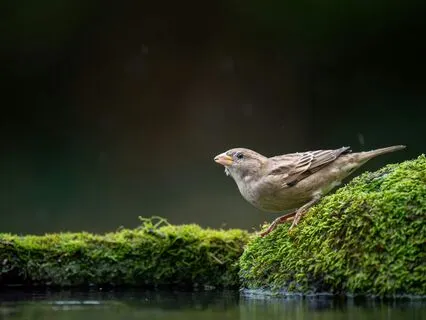 Forest Creek Lullaby