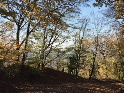 Forest Creek - Visualisation For Letting Go