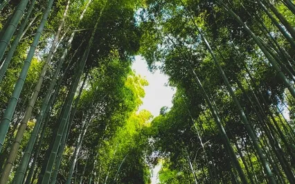 Forest Crystal Cave Healing Light