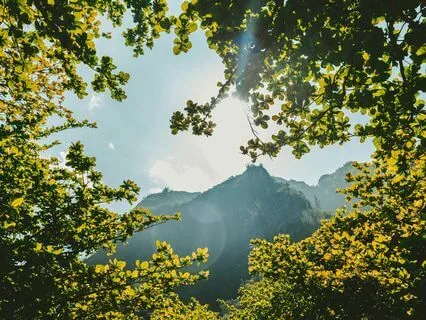 Forest Energy Clearing - Calming & Grounding