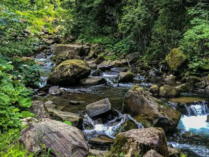 Forest Falls