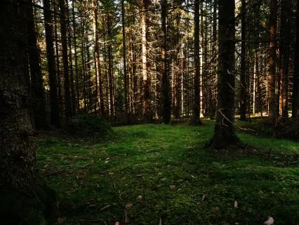 Forest Floor: 432 Hz Acoustic Soundbath For Grounding