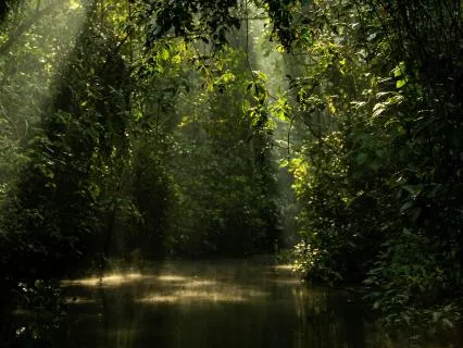 Forest Flute