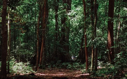 Forest For Your Mind