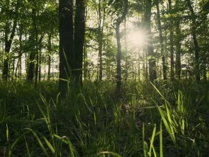 Music In Forest