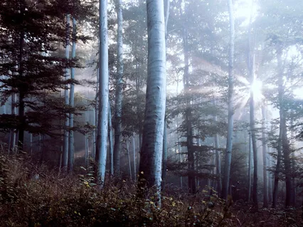 Forest Healing