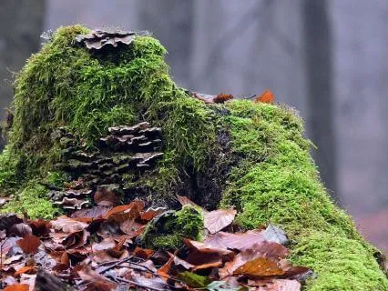 Forest Hymns Under Ancient Boughs