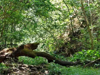 Forest In Full Bloom Ambient