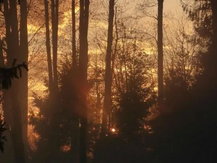 Forest In Twilight