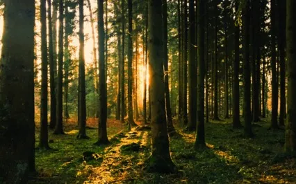 Forest Koshi Chime Sound Bath (Long Version)