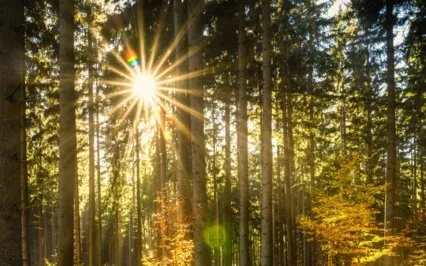 Forest Koshi Chime Sound Bath (Short Version)